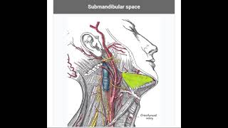 Submandibular space [upl. by Akinimod105]