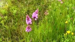 JUNE 16TH 2015 DACTYLORHIZA PART 1 [upl. by Niatsirk]