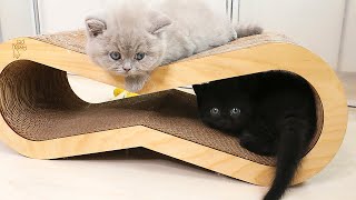 Kittens Challenge the Scratching Post [upl. by Radley]