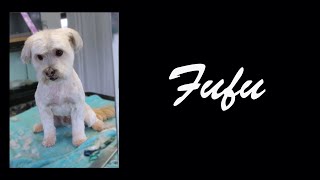 Dog Grooming Maltese Bichon Full Groom [upl. by Laura]