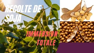 Récolte de Soja Avec Batteuse immersion totale [upl. by Naeruat]