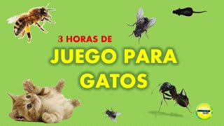 3 horas de Juego para gatos [upl. by Ardnwahsal]