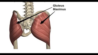 Two Minutes of Anatomy Gluteus Maximus [upl. by Eelta]