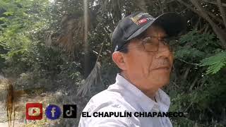 vean este bonito lugar que es de estado de Chiapas con un bonito nacedero🏞️🌳🌲📹🚶 [upl. by Ibed]