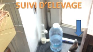 suivi d’élevage  un petit séchappe du nid [upl. by Zia847]