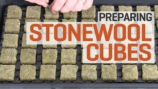 How To Prepare and Presoak Rockwool Cubes for Hydroponics—The Right Way [upl. by Atwood745]