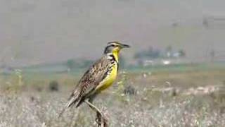 Western Meadowlark [upl. by Sonitnatsnok914]