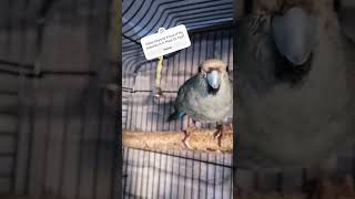 Kakariki Parrot Making Sounds birds funny kakariki shorts parrot budgies birds [upl. by Deming233]