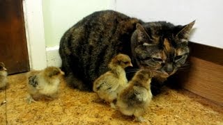 Baby Chicks Peck Cat [upl. by Lebasile]