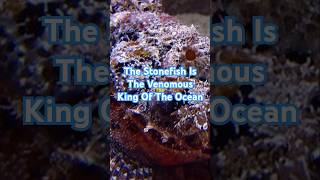 The Stonefish Is The Most Venomous Fish In The Ocean Stonefish thestonefish stonefishvenomocean [upl. by Lipinski]