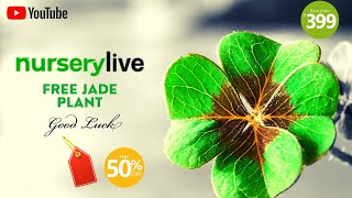 Goodluck plant from nursery live Unboxing of jade plant [upl. by Naig]