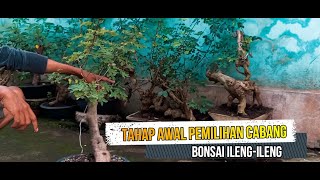 TAHAP AWAL PEMILIHAN CABANG BONSAI ILENG ILENG [upl. by Timi]