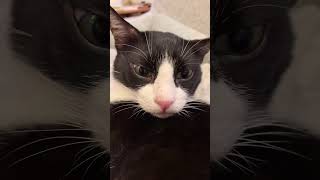 Funny CATS September 2024 🐾😻💫 9LivesofLaughter cats funny funnyanimals shortsvideo shorts [upl. by Ttekcirc]