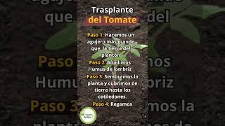 ¡Descubre cómo cultivar tus propios tomates  EcoHuerto de Alex [upl. by Ahsoet]