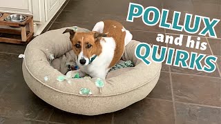 Pollux is a QUIRKY Dog  Answering Your Questions About Pollux  Maxxie [upl. by Mitchael224]