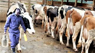 Village Dairy Producing 32 Litres per Cow using Simple Feeding No Silage [upl. by Dowlen]