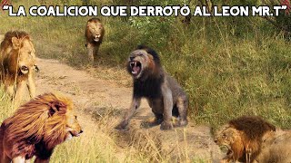 SELATIS  LOS LEONES que PUSIERON FIN a la ERA MAPOGO [upl. by Whitver461]