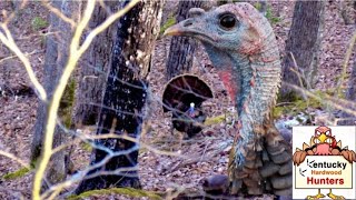 Henned up gobbler in the open hardwoods  Patience pays off [upl. by Hanoy]