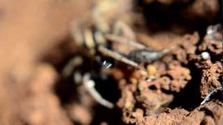 עכביש זאב זאבן טורף  wolf spider lycosidae preying [upl. by Claudius]