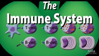 The Immune System Overview Animation [upl. by Hanser]