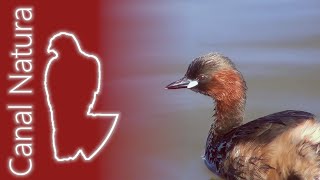 Zampullín común Tachybaptus ruficollis Little Grebe [upl. by Tuddor362]