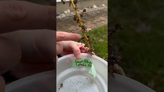 How to harvest Great Blue Lobelia Lobelia siphilitica seeds [upl. by Tades]