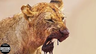 100 Animales De Presa Que Romperán La Mandíbula De Un León  Documental De Animales [upl. by Ennyroc]