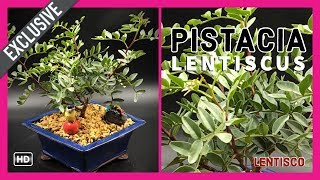 Bonsai Lentisco Lentisco [upl. by Barren]