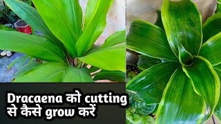 Grow dracaena plant by cutting  cutting से grow करे इस पोधे को  dracaena plant care tips [upl. by Schmitz247]