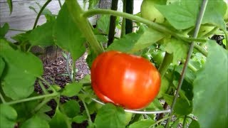 Garden Update 1st Red Early Girl Tomato Picked 56 Days from Planting  June 17 2013 [upl. by Iolenta]