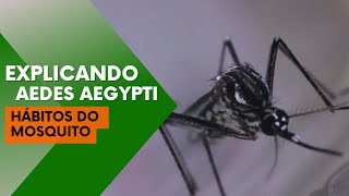 Explicando Aedes Aepgyti Você conhece os hábitos do mosquito [upl. by Dduj]