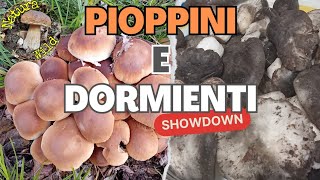 Funghi Dormienti e Pioppini 2024 quotTra Abeti Bianchi di Montagna e Pioppi Neri di Pianura quot 💊 [upl. by Ailsa]