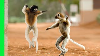 Funny Dancing Sifaka Lemurs of Madagascar  Love Nature [upl. by Ainomar761]