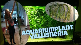 AQUARIUMPLANT VALLISNERIA verschillende soorten snoeien en meer Nickey [upl. by Clarine487]