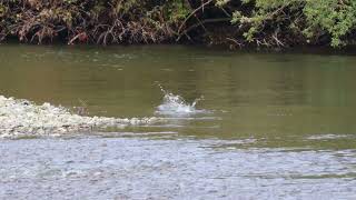 Nitinat River Early October [upl. by Lucchesi]