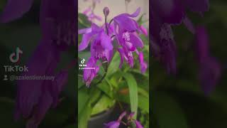 Mira como sigue de espectacular esta orquídea bletilla plantas plants jardineria [upl. by Analad]