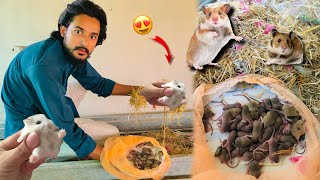 Hamster k 45 Bache Agye😨 Local Hamsters🐹 Hamster Babies [upl. by Lerrehs]