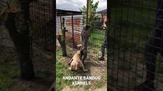 Andante Bandog Kennels  Slovakia🇸🇰 andantebandog andantebandogkennels [upl. by Eatnhoj]