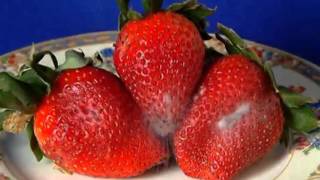 StrawberryRhizopus  time lapse [upl. by Ilona]