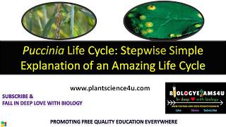 Life cycle of Puccinia graminis Step wise Simple Explanation [upl. by Gabriel729]