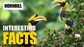 Exploring the Fascinating World of Hornbill  Interesting Facts  The Beast World [upl. by Tati]