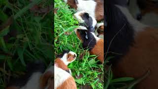 Guinea pig videos  Guinea pig sounds shorts amazinganimals video [upl. by Repsag]