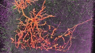 Neurons amp Synapses [upl. by Enoitna]