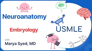 HighYield Neuroanatomy CNS Embryology  USMLE Essentials  Case 9 Review [upl. by Danette]