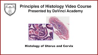 Histology of Uterus and Cervix Female Reproductive Histology Part 2 of 2 [upl. by Atiluj]