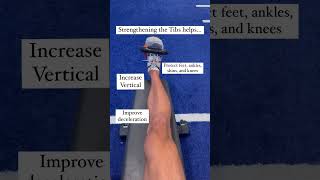 The Most Undertrained Muscle The Tibialis Anterior [upl. by Mayap]