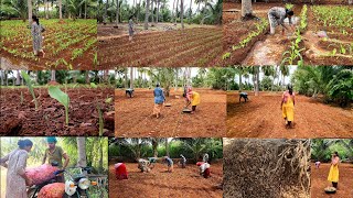 மஞ்சள் தோட்டத்த பாத்து பொண்ணு தந்தாங்க🪴 ஆன இப்ப பாருங்கTurmeric farmingmanjal cultivation🌱🌿 [upl. by Benco]