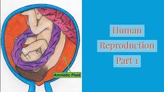 Human ReproductionPart 1 Leaving Cert [upl. by Ehcram]