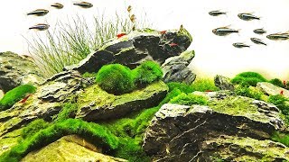 The Ultimate Algae Aquascape [upl. by Stroup]