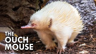 The Echidna Makes The Platypus Look Normal [upl. by Ardisi]